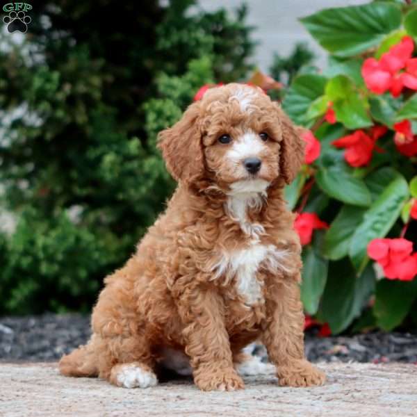 Trent, Miniature Poodle Puppy