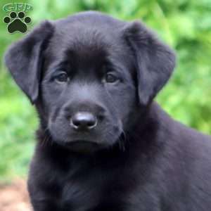 Trent, Black Labrador Retriever Puppy