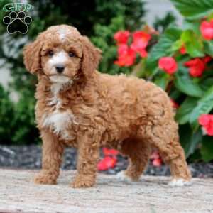 Trent, Miniature Poodle Puppy