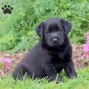 Trent, Black Labrador Retriever Puppy