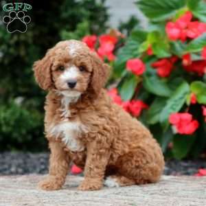Trent, Miniature Poodle Puppy