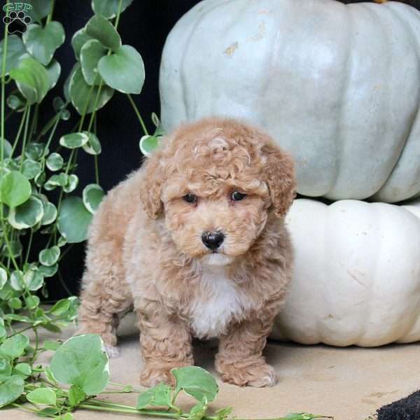Trevor, Bich-Poo Puppy