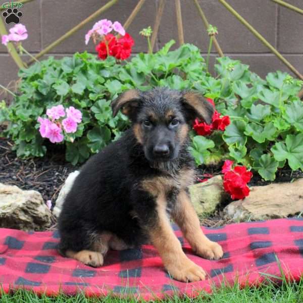 Trevor, German Shepherd Puppy