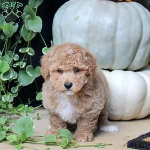Trevor, Bich-Poo Puppy