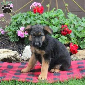 Trevor, German Shepherd Puppy