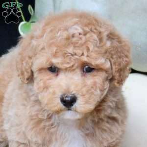 Trevor, Bich-Poo Puppy