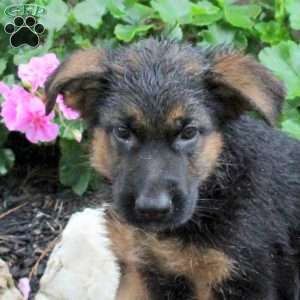 Trevor, German Shepherd Puppy