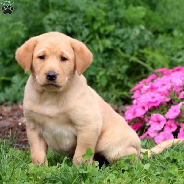 Trevor, Yellow Labrador Retriever Puppy