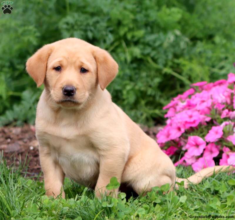 Trevor (Labrador, Male) in Honey Brook, PA
