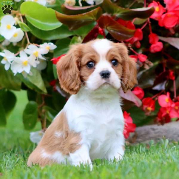 Trevor, Cavalier King Charles Spaniel Puppy