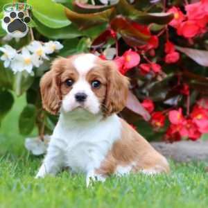 Trevor, Cavalier King Charles Spaniel Puppy