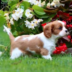 Trevor, Cavalier King Charles Spaniel Puppy