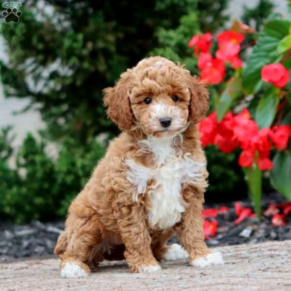 Trina, Miniature Poodle Puppy