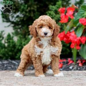 Trina, Miniature Poodle Puppy