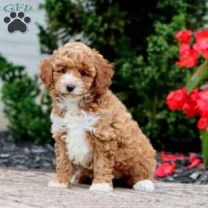 Trina, Miniature Poodle Puppy