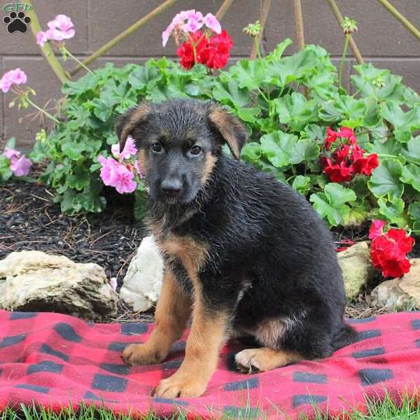 Trinity, German Shepherd Puppy