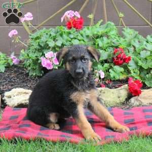 Trinity, German Shepherd Puppy