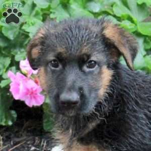 Trinity, German Shepherd Puppy
