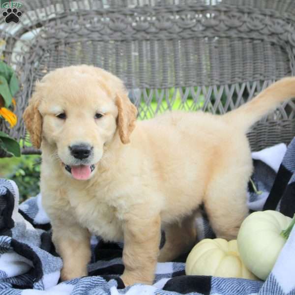 Tristan, Golden Labrador Puppy