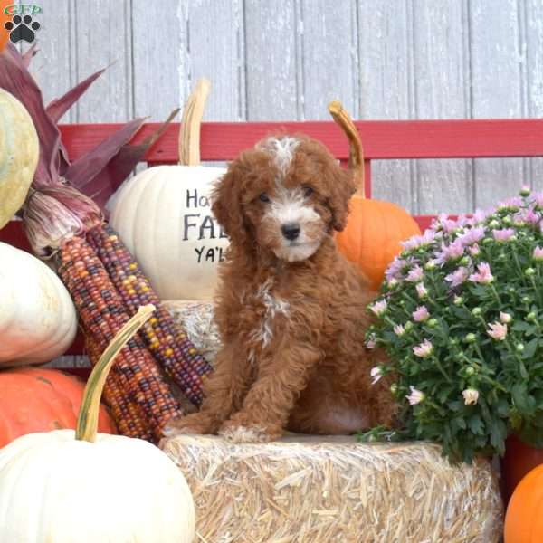 Trixie, Miniature Poodle Puppy