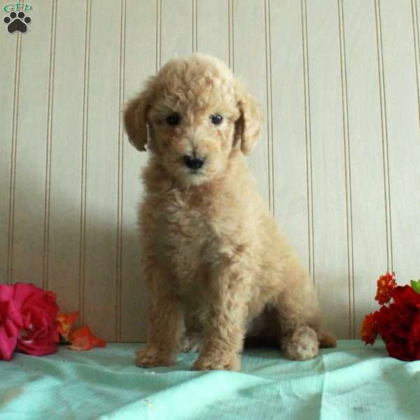 Trixie, Standard Poodle Puppy