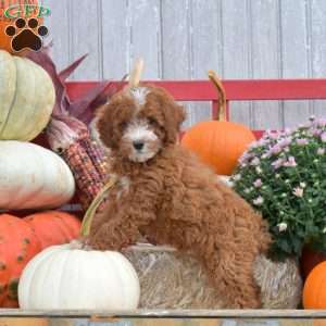 Trixie, Miniature Poodle Puppy