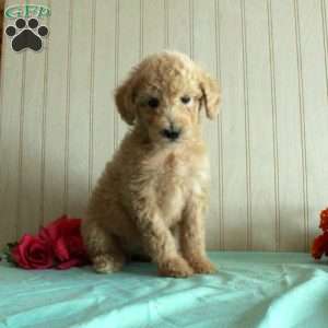 Trixie, Standard Poodle Puppy