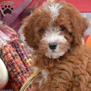 Trixie, Miniature Poodle Puppy