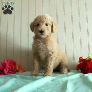 Trixie, Standard Poodle Puppy