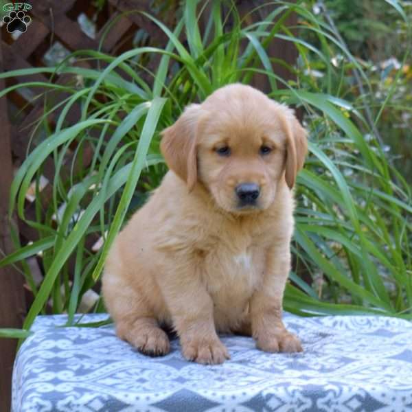 Trooper, Golden Retriever Puppy