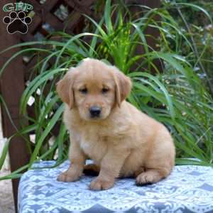Trooper, Golden Retriever Puppy