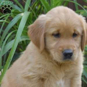 Trooper, Golden Retriever Puppy