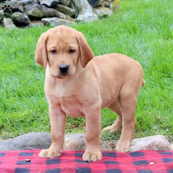 Troy, Fox Red Labrador Retriever Puppy
