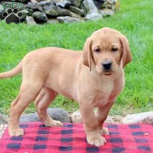 Troy, Fox Red Labrador Retriever Puppy