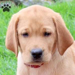 Troy, Fox Red Labrador Retriever Puppy