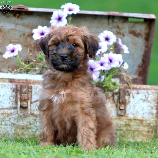 Troy, Mini Whoodle Puppy