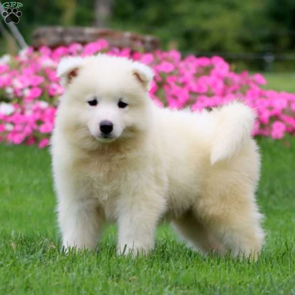 Troy, Samoyed Puppy