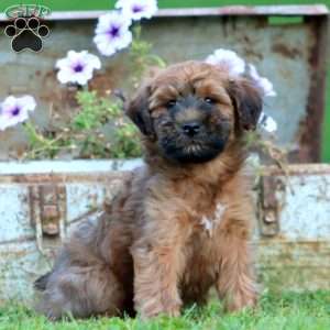Troy, Mini Whoodle Puppy
