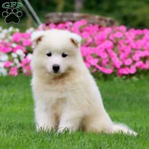 Troy, Samoyed Puppy