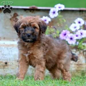 Troy, Mini Whoodle Puppy