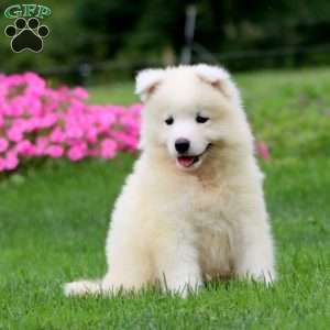 Troy, Samoyed Puppy