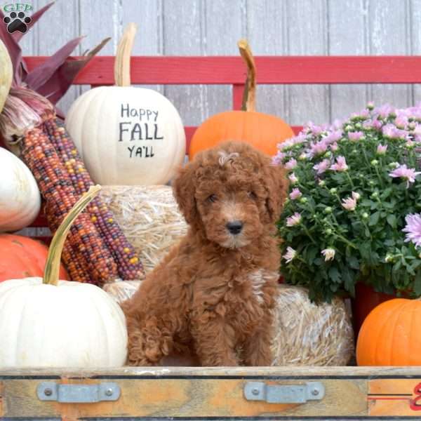 Truffle, Miniature Poodle Puppy