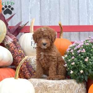 Truffle, Miniature Poodle Puppy