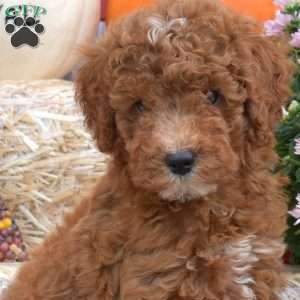 Truffle, Miniature Poodle Puppy