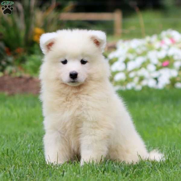 Truly, Samoyed Puppy