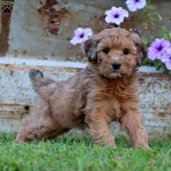 Truly, Mini Whoodle Puppy
