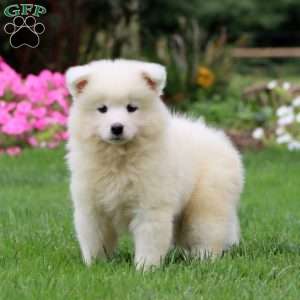 Truly, Samoyed Puppy