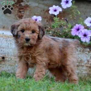 Truly, Mini Whoodle Puppy