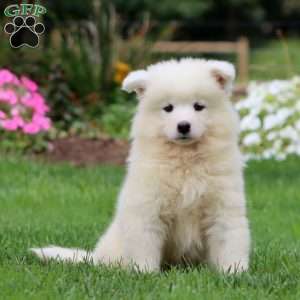 Truly, Samoyed Puppy