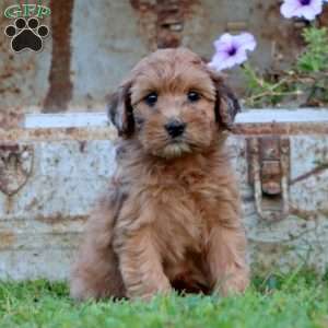 Truly, Mini Whoodle Puppy